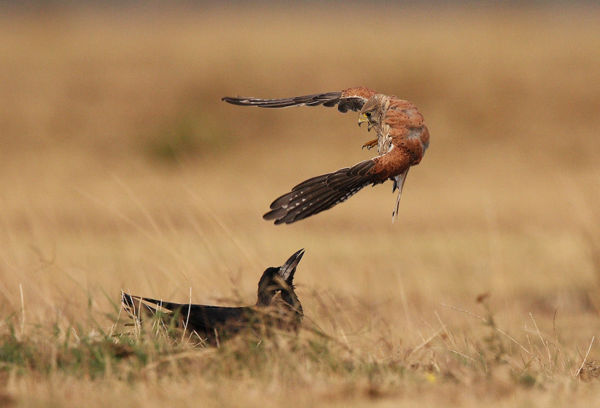 Telelő ragadozó madarak a Körös-Maros Nemzeti Park tájain
