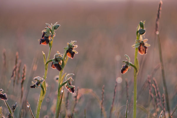 Virágzó orchideák színesítik a kiskunsági gyepeket