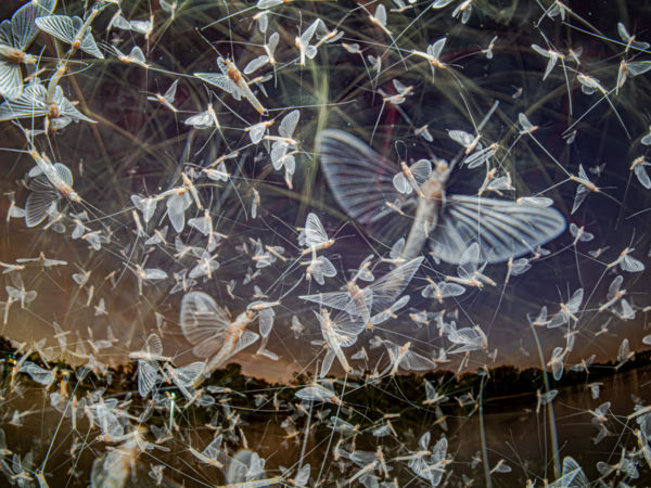 Virágok tánca, egy győztes fotó készítésének története