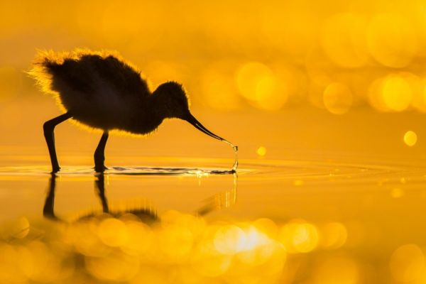 XIII. Fehértavi Darvadozás természetfotó-pályázat eredményhirdetése