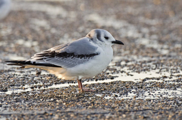 Fiatal csüllő repült át a Kardoskúti-puszta felett