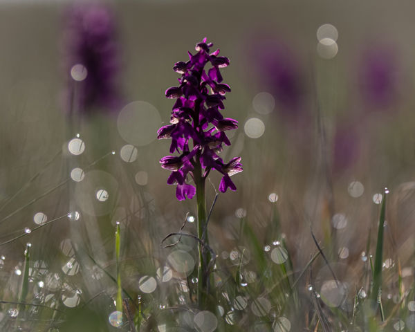 Virágzik az agárkosbor