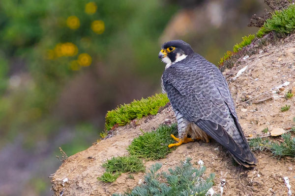 Kerecsen- és vándorsólymok szelik az eget Makó térségében