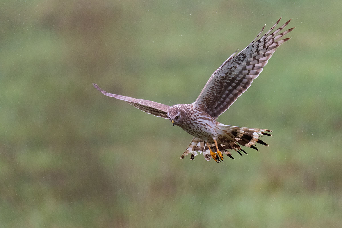 Megérkeztek az első kékes rétihéják a Dévaványai-Ecsegi pusztákra