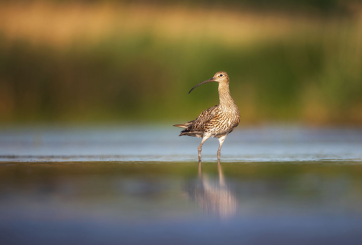 Hosszúcsőrű vadászok, nagy pólingok járják a gyepeket a Csanádi pusztákon