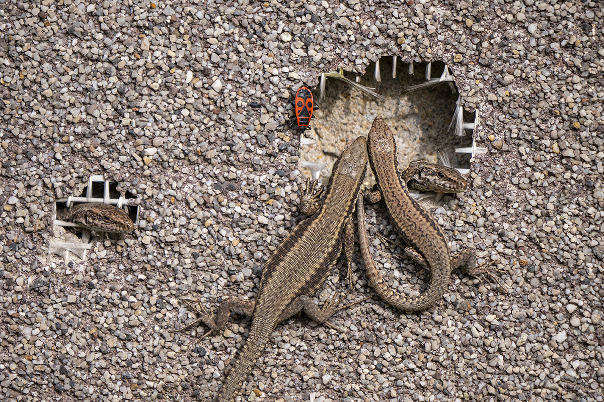 Ismerjük meg a fali gyíkot
