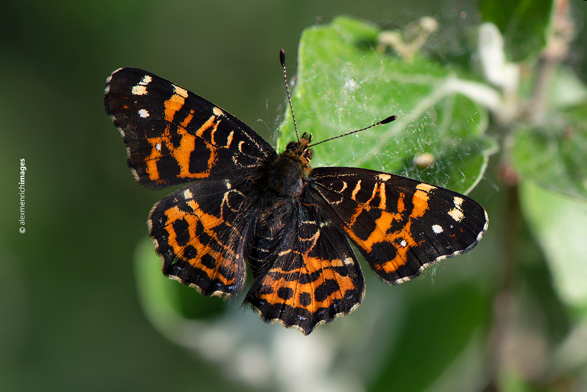 A pókhálóslepke életmenete – egy tanulmány Alex Menrich tollából