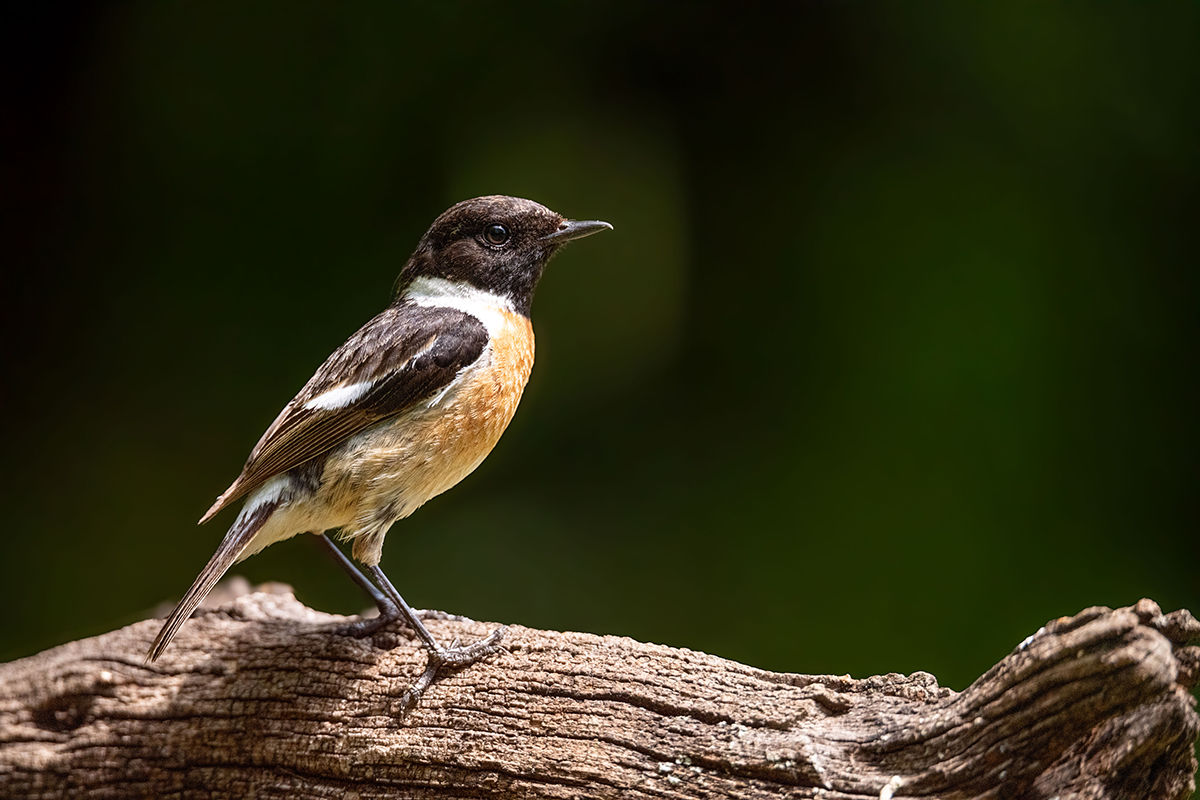 A cigánycsukról röviden