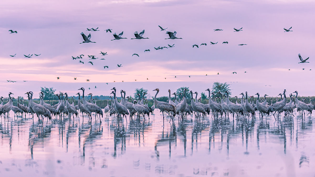 Megérkeztek az első darucsapatok Kardoskútra