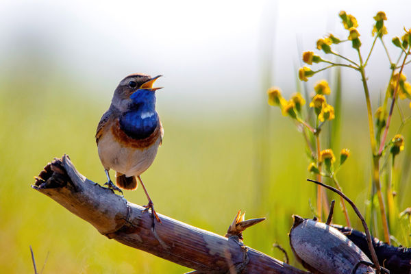 Szépséges kékbegyek énekelnek Cserebökényben