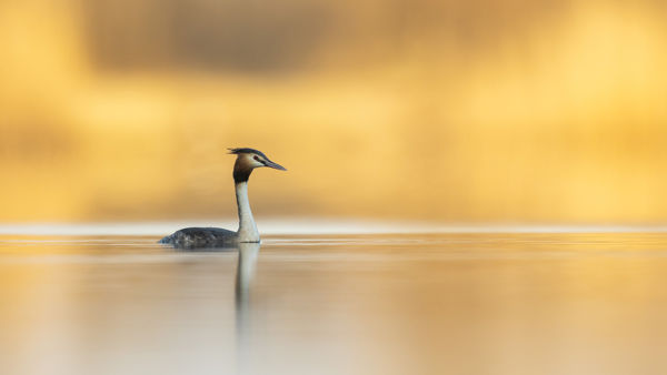 Visszatértek a vöcskök a Tárnokszigeti-bányatavakra