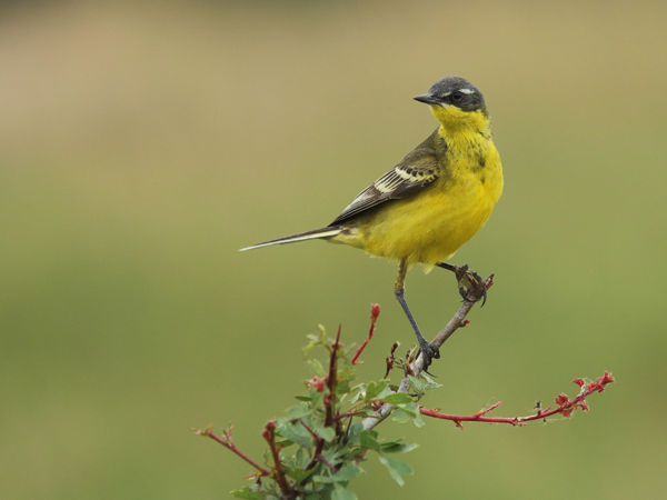 Sárga billegetők gyülekeznek a Lófogó-érnél