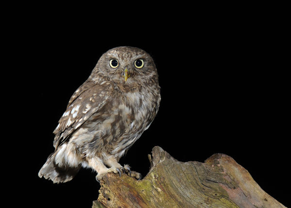 Egy titokzatos szomszéd: a kuvik