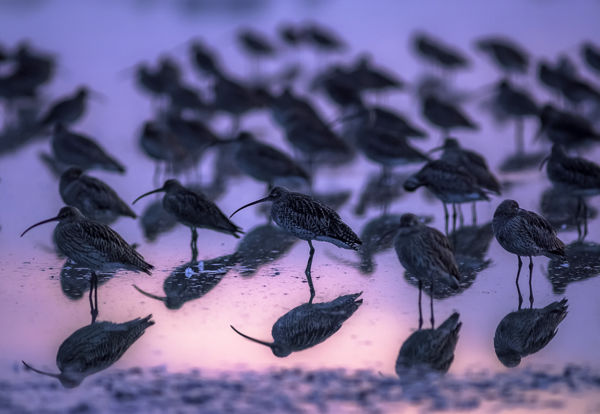 Szélkiáltók szedegetik a sáskákat a kardoskúti gyepeken