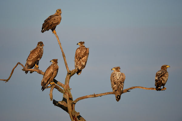 Már fiókákat nevelnek a rétisasok