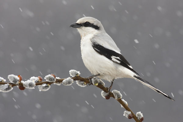 Nagy őrgébicsek telelnek a Körös-Maros Nemzeti Park tájain