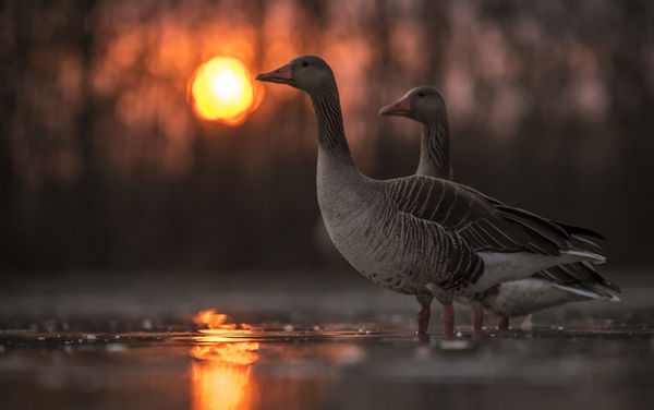 Nyakgyűrűs nyári ludak látogattak a Cserebökényi pusztákra