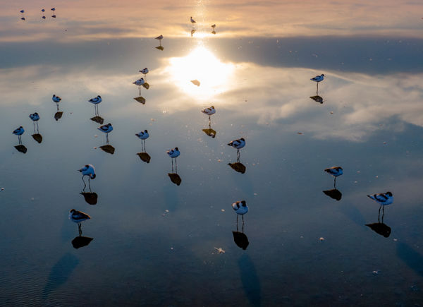 Récék, bíbicek, cankók, gulipánok: tavaszi nyüzsgés a kardoskúti Fehér-tavon