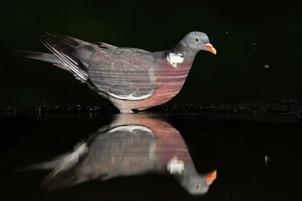 Már búgnak az örvös galambok a kora tavaszi erdőkben