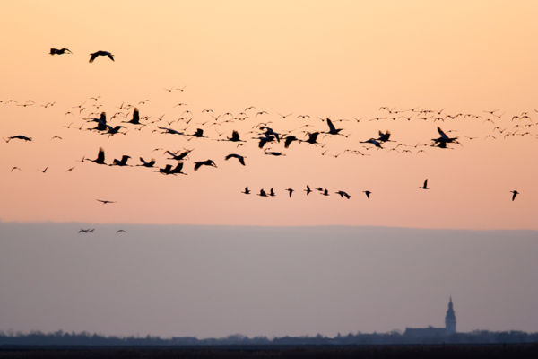 Gazdag madárvilág telel a Körös-Maros Nemzeti Park vizes élőhelyein