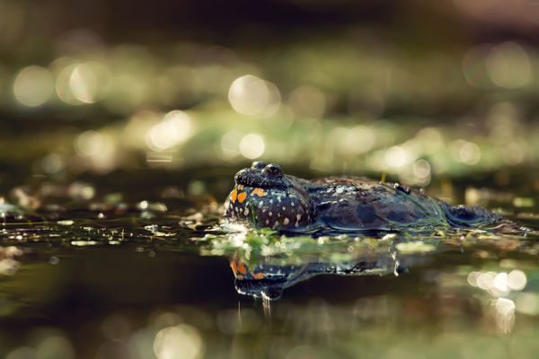 A vizesélőhely-rekonstrukciók hatása a Felső-kiskunsági turjánvidéken