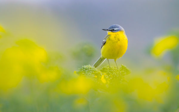 A Kis-Sárréten idén is szép számmal jelentek meg a sárga billegetők