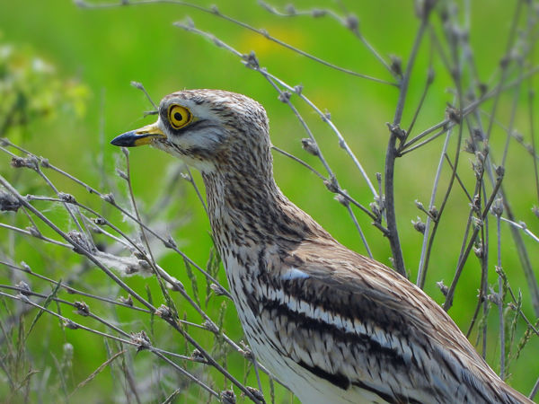 Még tart az ugartyúkok költési szezonja