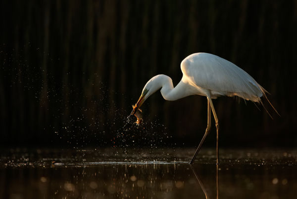 Fehér árnyak: nagy kócsagok vadásznak a nagylaki gyepeken