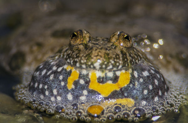 A sárgahasú unkáról két percben