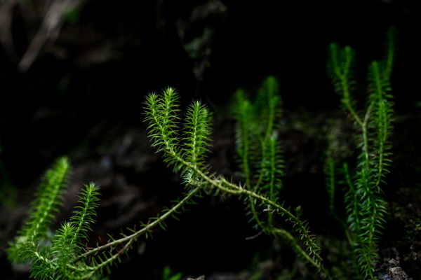 Új kapcsos korpafű előfordulás a Nyugat-Zala Tájegységben