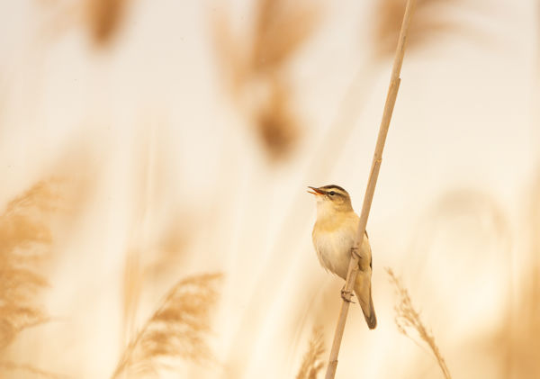 Az őszi madárvonulás már nyár derekán elkezdődik