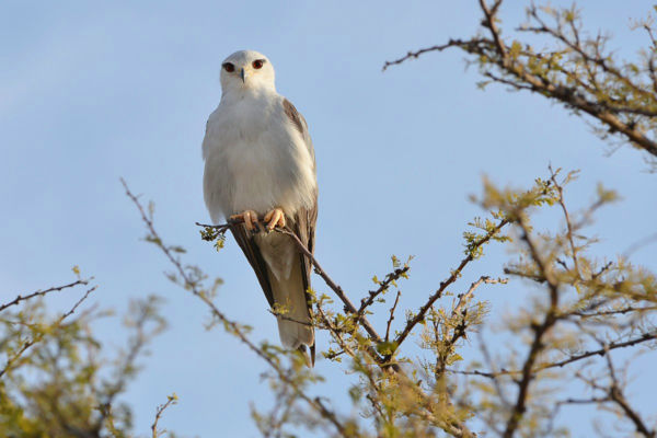 Madártani szenzáció! – Egyszerre két kuhi jelent meg Kardoskút térségében