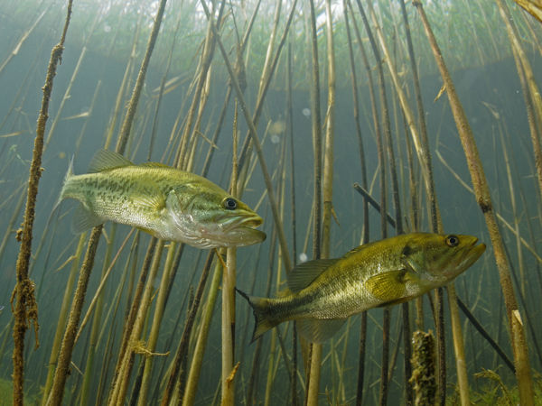 Hogyan telelnek őshonos halaink?