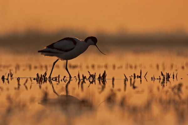 Színes madárpaletta az apátfalvi bányatavon