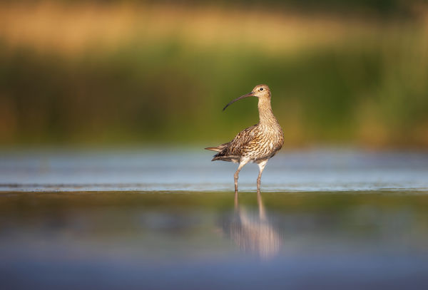 Hosszúcsőrű vadászok, nagy pólingok járják a gyepeket a Csanádi pusztákon