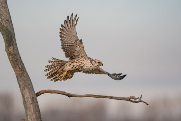 Költésbe kezdtek a kerecsensólymok