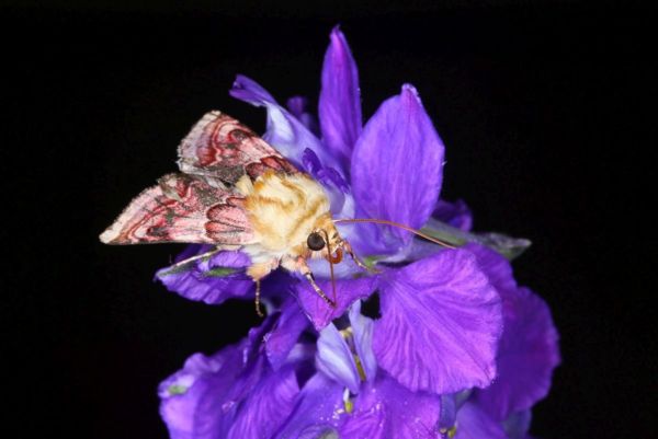 Lepkészeti szenzáció Dévaványa határából