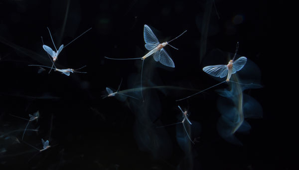 Különleges természeti élmény: dunavirágzás a Maroson