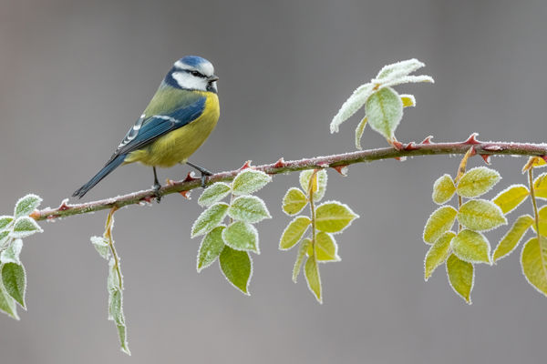 Az elhagyott gyümölcsösök terített asztalt kínálnak az énekesmadaraknak