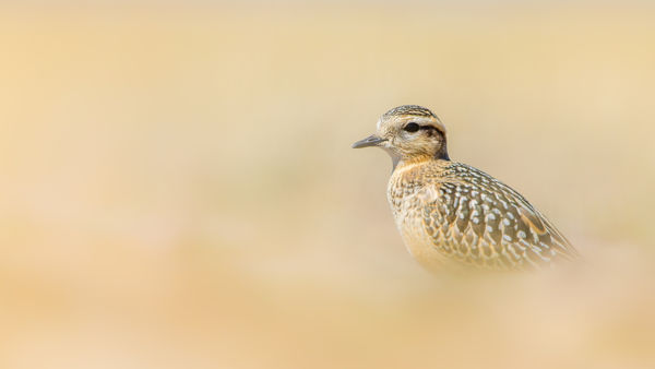 Megérkeztek a havasi lilék a kardoskúti pusztába