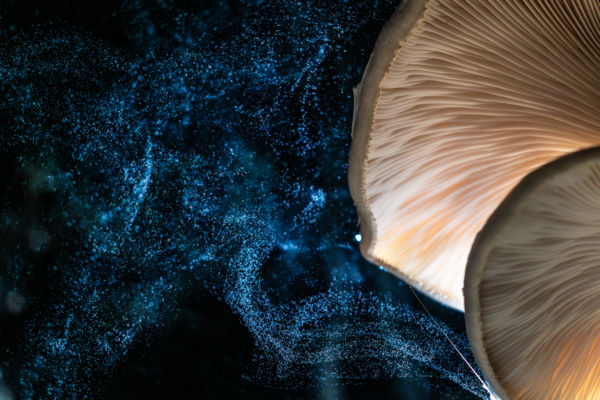 Növények és gombák