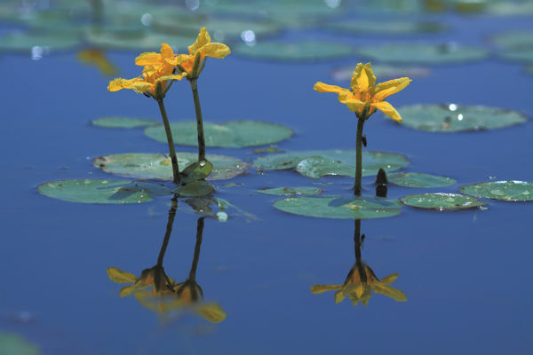 Vízi tündérfátyol és fehér tündérrózsa pompázik a Hármas-Körösön