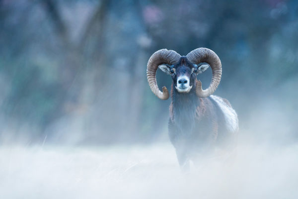 Erdeinkben is találkozhatunk a házi juh ősével