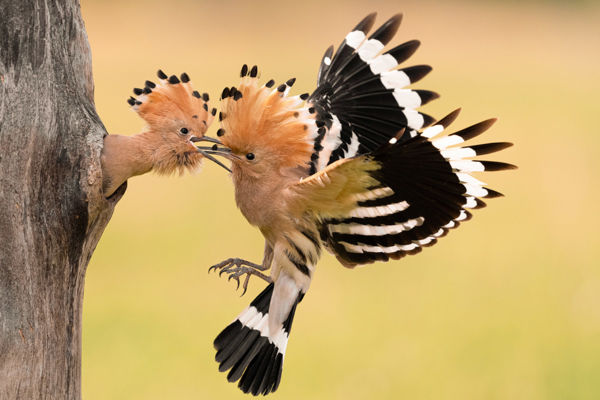 Kardoskúton kirepültek az első búbosbanka fiókák