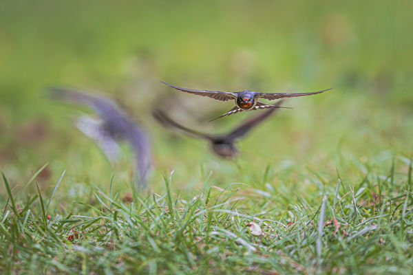 Szerencsés visszatérés: megjöttek az első füsti fecskék!