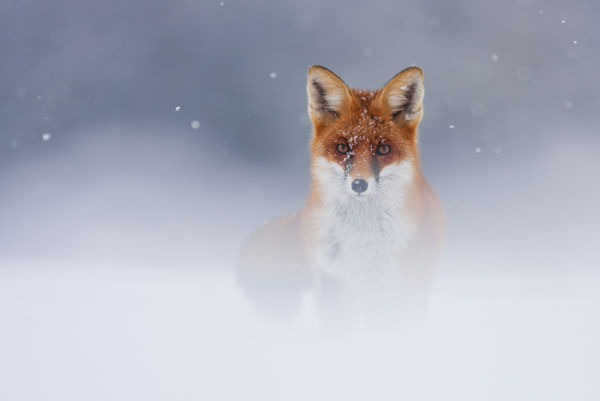 Megszülettek a VM márciusi fotópályázatának eredményei