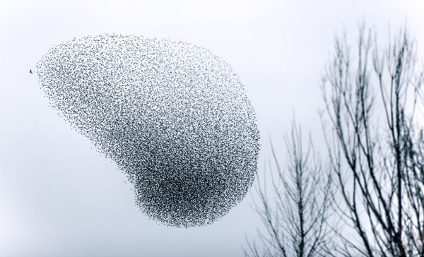 Együtt könnyebb – Miért mozognak vegyes csapatokban a bíbicek és a seregélyek?