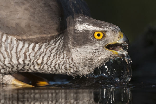 Az Alföldön ma már ritka madár a héja