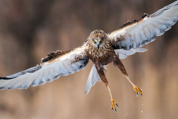 Hangos vijjogás, látványos zuhanás – Megkezdődött a barna rétihéják nászrepülése