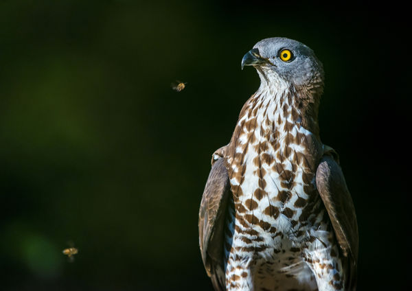Darázsölyv, a darazsak és méhek réme